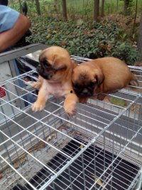 沛县狗市爆料最新消息,市场动态与宠物权益关注