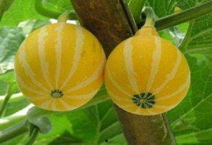 吃瓜趣事真实案例,揭秘那些令人捧腹的吃瓜趣事