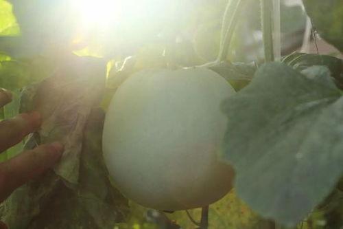 吃瓜吃得只剩表皮,揭秘吃瓜群众的深层洞察