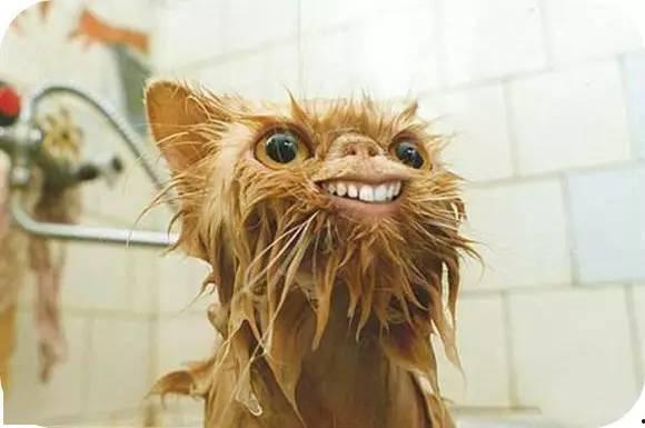 吃猫的水瓜,探寻神秘食材的奇妙魅力