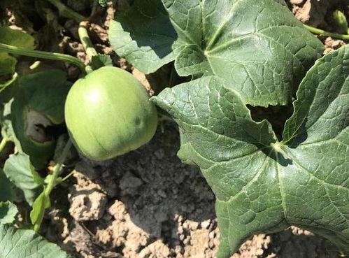 吃瓜群众不看瓜,吃瓜群众为何不看瓜