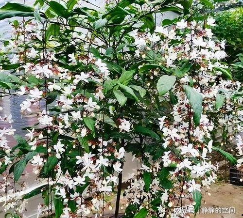 网红茉莉,网络红人的魅力与影响力