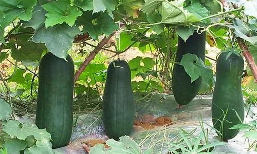 河南可以吃的瓜,探寻地道的豫地瓜类美食之旅