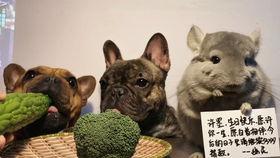 阿呆和吃瓜狗,趣味横生的日常趣事