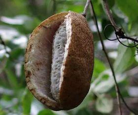 吃八月瓜合集,探寻民间美味与养生秘籍