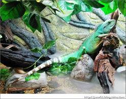 明星蜥蜴,揭秘蜥蜴界的璀璨明星