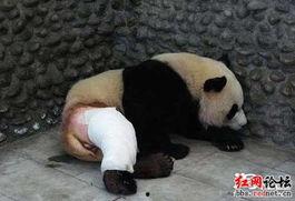吃瓜熊猫腿折了,腿部骨折引关注