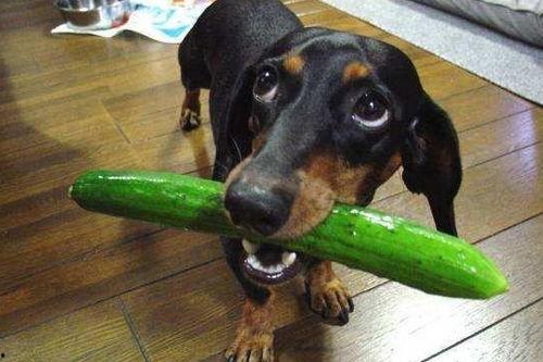 吃瓜白狗视频大全免费观看