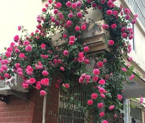 藤本月季网红品种有哪些,网红藤本月季品种大盘点