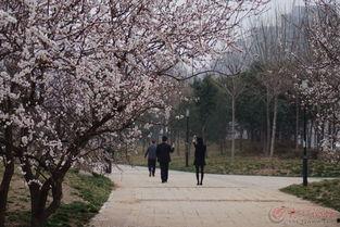 浙江 杏林 风景 网红,风景如画，网红打卡胜地