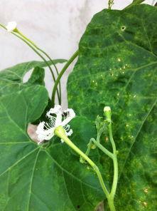 花朵吃瓜官方,揭秘植物界的趣味食客