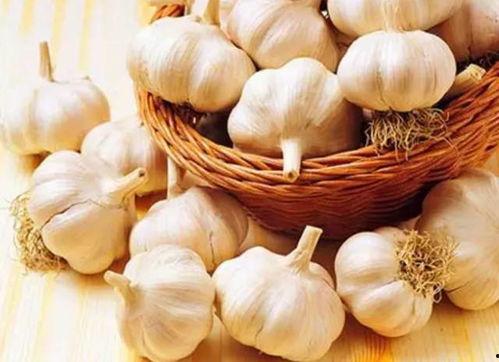 陕西大蒜今日头条,探寻陕西大蒜的独特魅力与市场前景