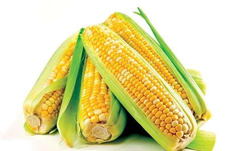 苞米公主的吃瓜日常,苞米公主的甜蜜瓜界探险记